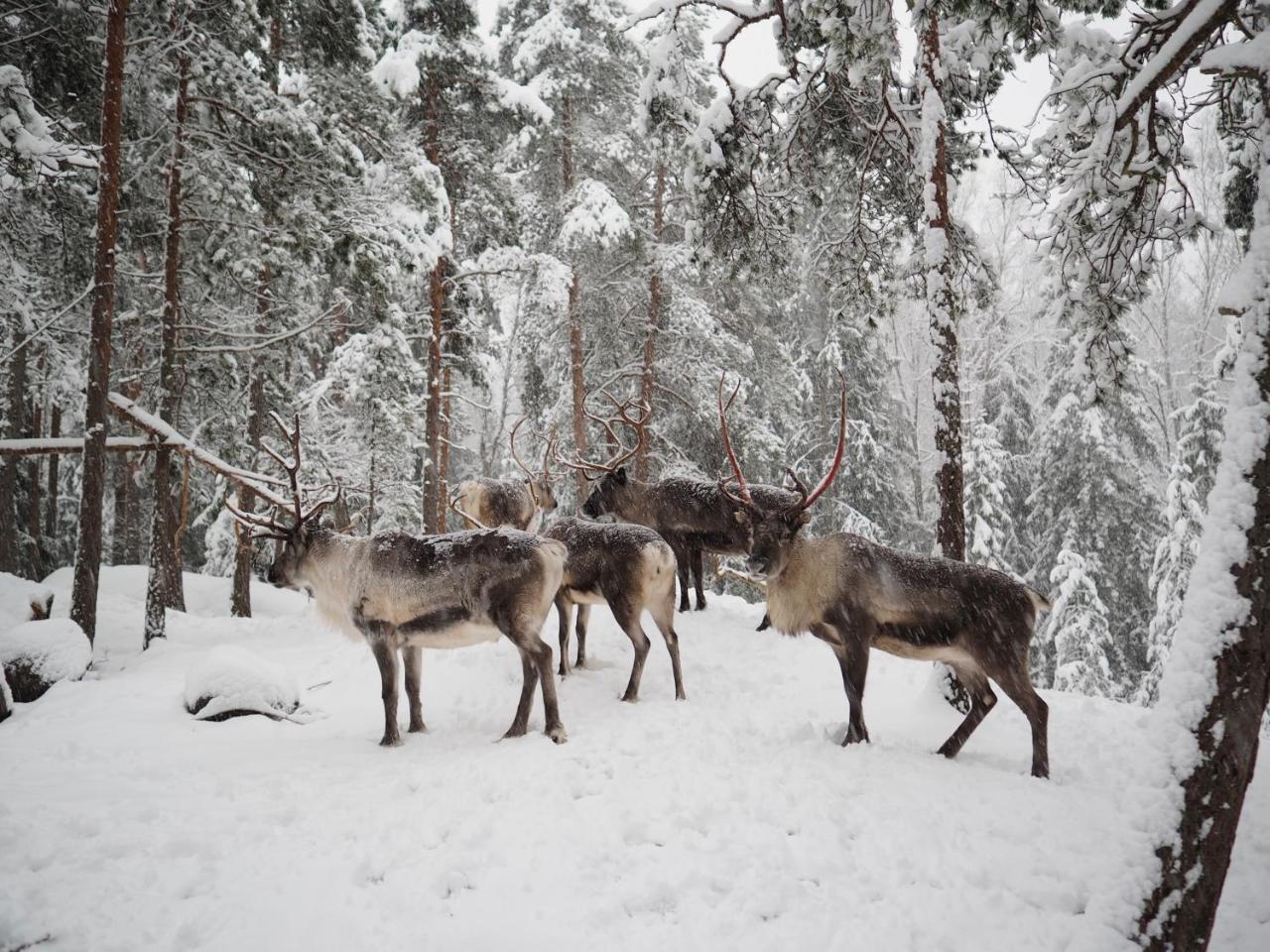 Igluhut - Sleep With Reindeer Villa Espoo Luaran gambar